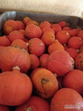 Sprzedam dynię hokkaido ok 5 ton