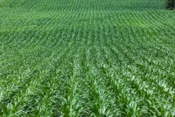 Glifosat można stosować jeszcze przez rok