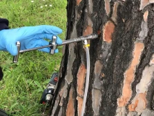 Rotam odgrywa ważną rolę w ratowaniu kultowych rzymskich sosen