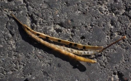 Trochę tańsza pszenica, rekordowy rzepak!