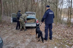 Zbierał nielegalnie chrust... Dostał mandat