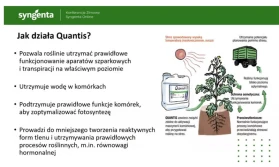 Quantis - biostymulator od firmy Syngenta
