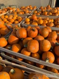 Sprzedam dynię halloween ilości paletowe i tirowe jak do ustalenia 