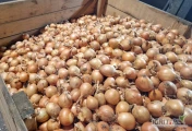 Sprzedamy cebulę wysortowana po inspekcji, zdrowa ładna łuska. Kaliber i opakowanie do ustalenia. 