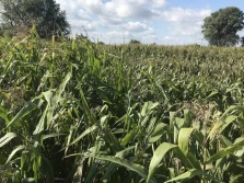 Stres suszy zredukuje plon kukurydzy