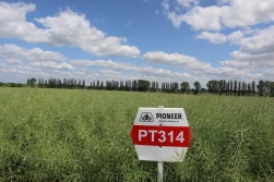 Kolejne odmiany hybrydowe rzepaku nowej generacji od Corteva Agriscience