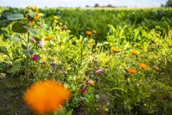 Produkować i regenerować jak najwięcej, zużywając jak najmniej