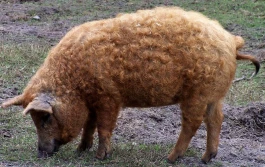 Świnie zjadły właściclela. Zostaną ubite