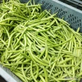 Sprzedam fasolę zieloną paulistę pierwsze rwanie około 600 kg