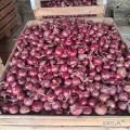 Sprzedam cebulę czerwona red tide 4.5 -7cm zdrowa nadaje się na sklepy .Ilość około 2.5t .Opakowanie big bag lub luz. 