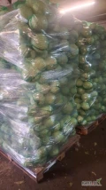 Sprzedam kapuste jakość marketowa kaliber 1-3kg odmiany zimowe kapusta czysta zdrowa bez robaka, opakowanie worek 20 kg lub karton box
