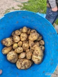 Witam sprzedam ziemniaki młode ilości tonowe zainteresowanych zapraszam