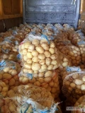 Sprzedam tonę młodego ziemniaka odmiany Riviera 