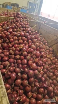 Sprzedam cebulę czerwoną na worek i obieranie duże ilości, certyfikaty zdrowa Sucha po koszu od 5