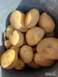 Witam sprzedam ziemniaki z jasnej ziemi ladne piekne bulwy Prosze dzwonic 604934466