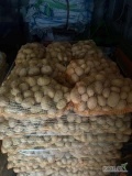 Przygotuję busowe oraz kilku tonowe ilości ziemniaka, odmiany Mazur