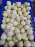 Cebula obierana na biało zdrowa i czysta (myta). Dziennie obieramy około 5000 kg. Pracujemy przez cały rok bez przerwy. Posiadamy...