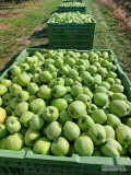 Sprzedam MUTSU GOLDEN PRINS BOSKOP jabłko z ka+fresh jakość exportowa. Wodny rozładunek możliwość rozkalibrowania i przygotowania w...