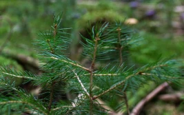 Wnioski na zalesianie można składać do końca lipca