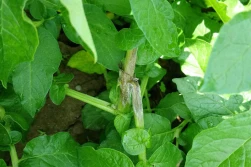 LODR informuje: zaraza ziemniaczana już na łodygach