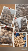 Sprzedam ziemniaki jadalne odmiany Catania,Quinn Anna,Soraya, Balic Rosa.