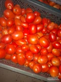 Sprzedam pomidor Dyno czerwony ilość ok 300kg