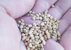 IOR także ostrzega przed nieznanymi nasionami z Chin