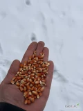 Sprzedam kukurydze Gritz/Orange w ilości około 150 ton luzem. Drobna z przeznaczeniem na gołębie.