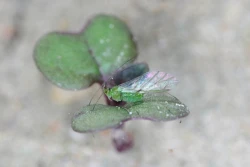 IOR: pchełki i mszyce w rzepaku