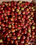 Sprzedam jabłka Red Jonaprince - 29 skrzyń