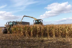 Kukurydza na kiszonkę - lista odmian zalecanych COBORU 2025