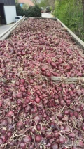 Cebula CZERWONA NA PAKOWANIE. 65%6+, 1 klasa na market. Import, ilości tirowe, dostawa do klienta. 