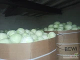 Kupię kapustę handlową kaliber 1 kg -4 kg  big bag ilości tirowe 