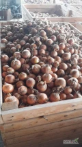Sprzedam cebulę zdrowa sucha łuska przechowywana w skrzyniopaletach ilość 50ton cena 45gr 