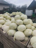 Sprzedam kapustę białą, odmiany Ambrosia, Report, Passat. Ładne główki 4-8kg. Możliwość szatkowania