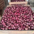 Sprzedam cebulę czerwona red tide 4.5-7cm zdrowa sucha nadająca się na worek .Ilość około 2.5t .Opakowanie worek big bag lub luz.