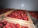 Sprzedam około 200 skrzyń Red JonaPrinca za wagę w skrzyni. Zerwany od 7+. Jabłko ładnie wybarwione. 