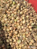 Sprzedam cebule ozima lekko podsuszona (5 dni na polu lezy) do 50 ton
