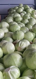 Sprzedam kapustę białą kal. 2-5.