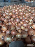 Sprzedam cebulę żółta kaliber 5-7/5-8 worek 10/15 kg bigbag luz ilości tirowe i paletowe Cebula fazorowana 