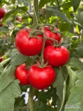 Czerwone aromatyczne mięsiste pomidory z małego rodzinnego gospodarstwa ogrodniczego. Warzywa prosto z krzaka, świeże. Ilości 1-300 kg