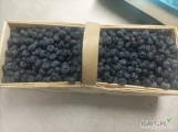 Sprzedam borówkę w Łubiance po 3kg, świeża 