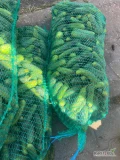 Sprzedam ogórki gruntowe drobne świeże pakowane po 10 kg tel:+48 798 947 739
