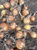 Sprzedam cebulę odmiana Majka kaliber 4-6 na wysadke 