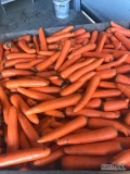 Sprzedam grubą mytą marchew kaliber +5, na stanie około 6 ton, cena 60 gr/kg, zainteresowanych zapraszam do kontaktu pod numerem: 600 265...