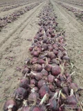 Sprzedam cebulę czerwona odmiany
