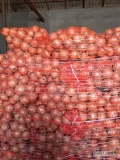 Sprzedam cebule złotą, ilości paletowe i busowe. Pakowaną po 15 kg. Kaliber 5,8. Worek szyty, 70 worków na palecie.