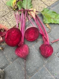 Sprzedam buraczka czerwonego handlowego 5-9 lub jak leci z pola. Kopany pod klienta, zaczynam po 15 lipca. 