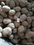 Sprzedam ziemniaki jadalne +8, nadają się do  pieczenia. Ilość  ok. 10 ton.