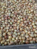 Sprzedam cebulę drobną do 5 cm idealna na tacki lub wysadkę 
